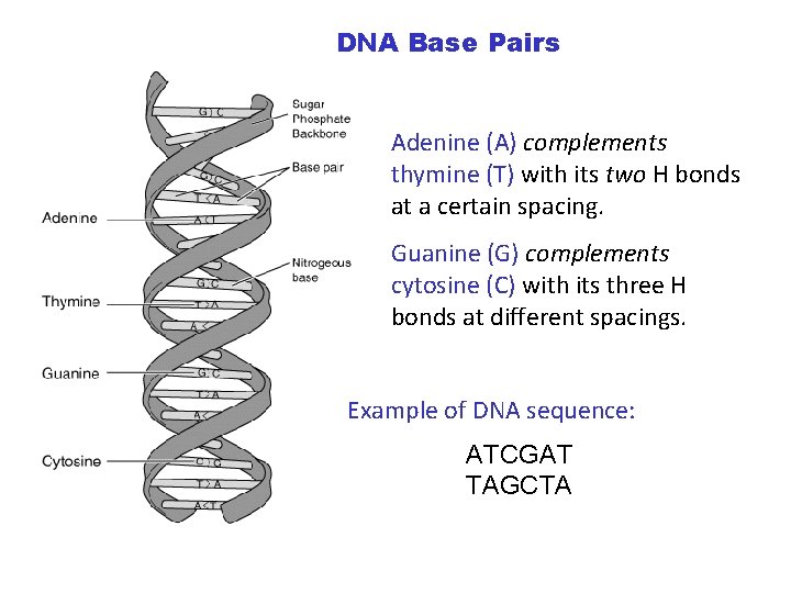 DNA Base Pairs Adenine (A) complements thymine (T) with its two H bonds at