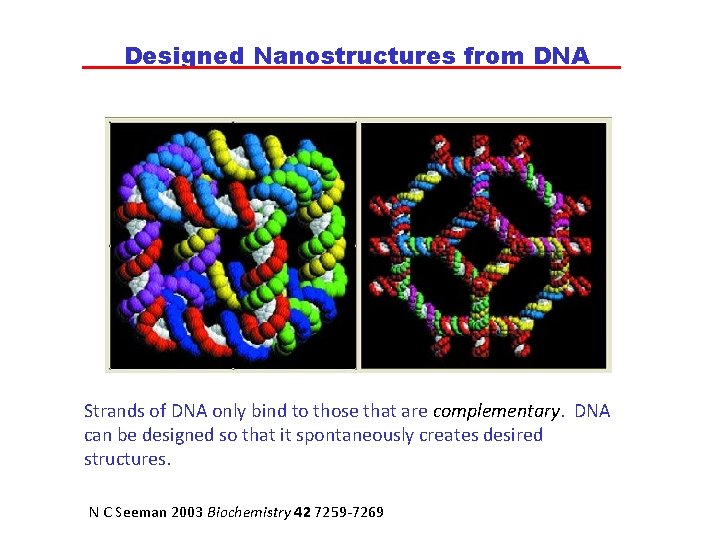 Designed Nanostructures from DNA Strands of DNA only bind to those that are complementary.