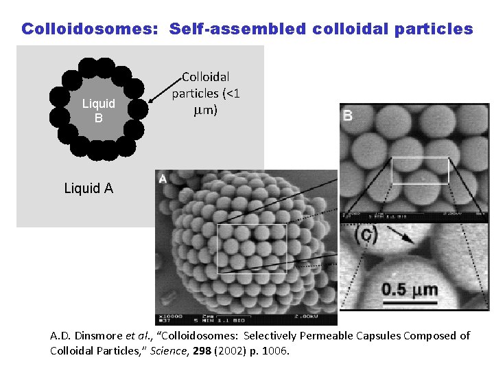 Colloidosomes: Self-assembled colloidal particles Liquid B Colloidal particles (<1 mm) Liquid A A. D.