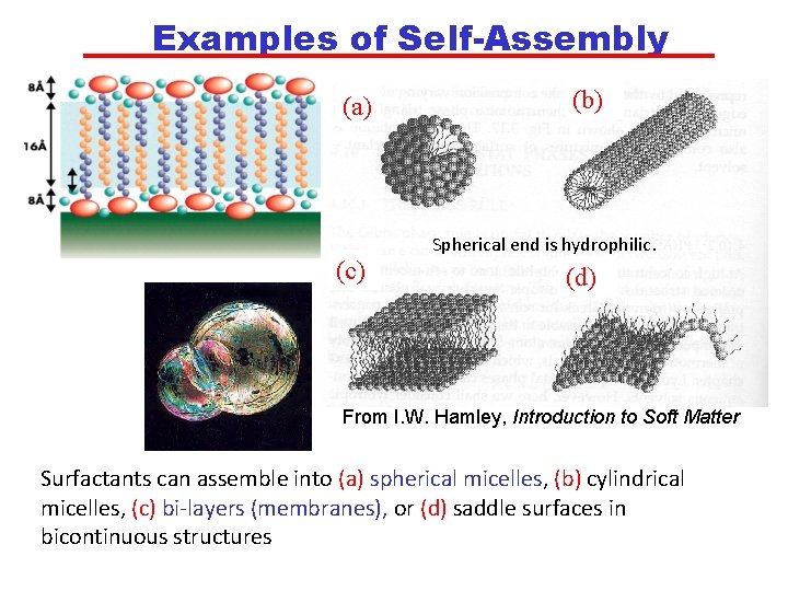 Examples of Self-Assembly (a) (c) (b) Spherical end is hydrophilic. (d) From I. W.