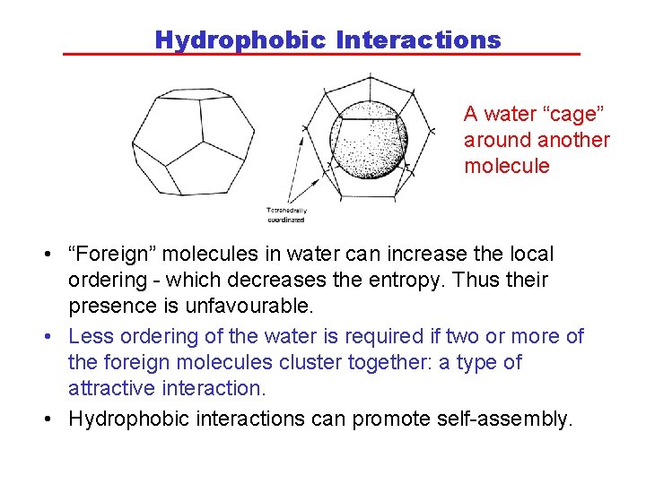 Hydrophobic Interactions A water “cage” around another molecule • “Foreign” molecules in water can