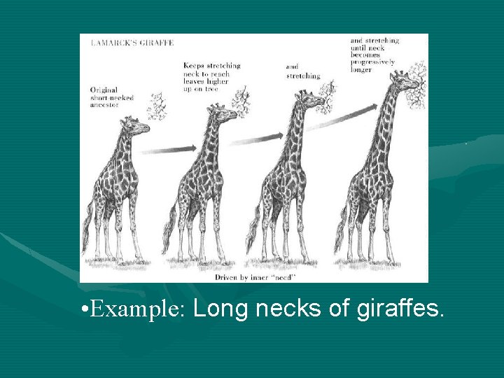  • Example: Long necks of giraffes. 