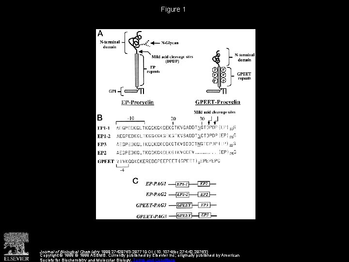 Figure 1 Journal of Biological Chemistry 1999 27429763 -29771 DOI: (10. 1074/jbc. 274. 42.