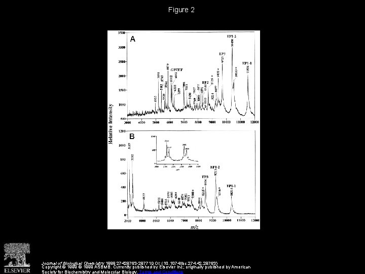 Figure 2 Journal of Biological Chemistry 1999 27429763 -29771 DOI: (10. 1074/jbc. 274. 42.