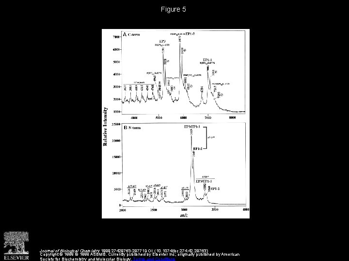 Figure 5 Journal of Biological Chemistry 1999 27429763 -29771 DOI: (10. 1074/jbc. 274. 42.