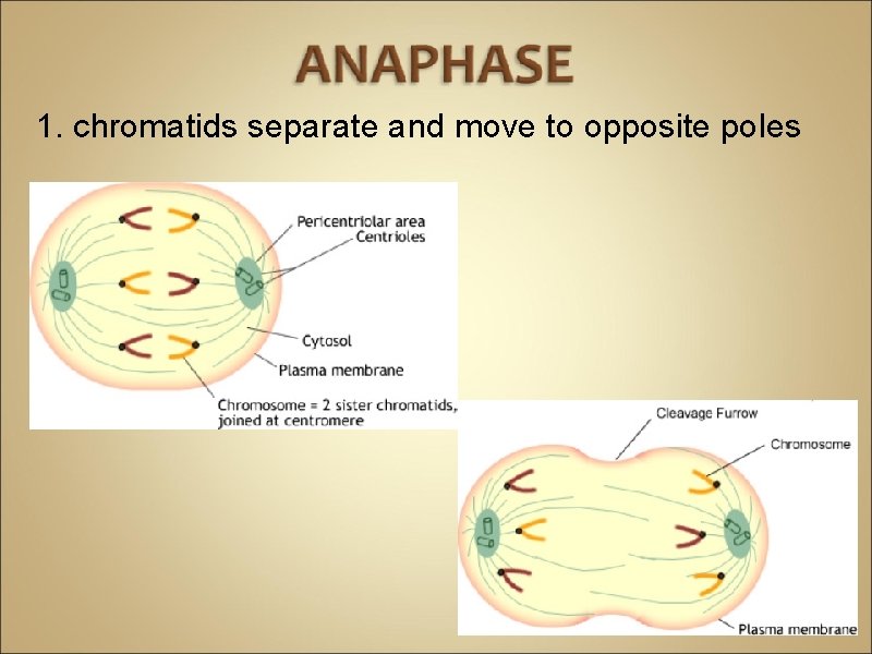 1. chromatids separate and move to opposite poles 