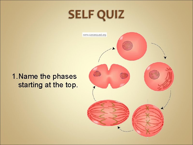 1. Name the phases starting at the top. 