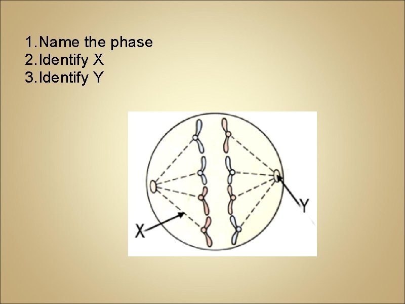 1. Name the phase 2. Identify X 3. Identify Y 