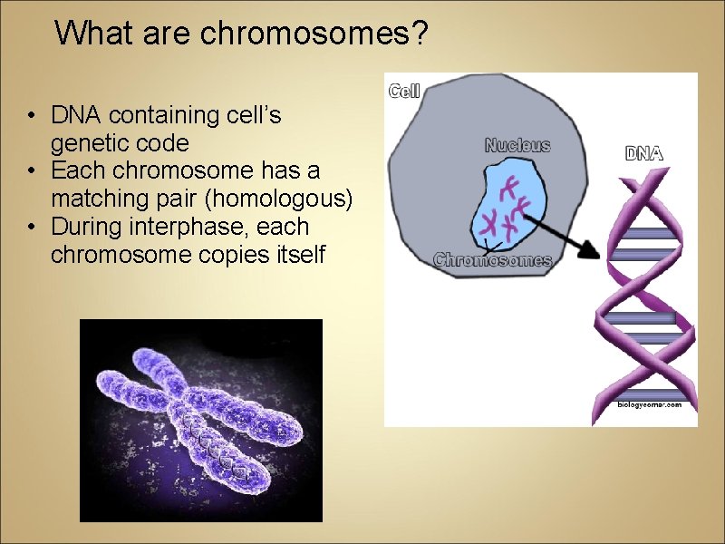 What are chromosomes? • DNA containing cell’s genetic code • Each chromosome has a