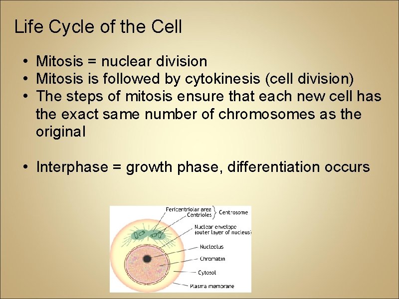 Life Cycle of the Cell • Mitosis = nuclear division • Mitosis is followed