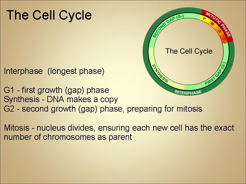 The Cell Cycle Interphase (longest phase) G 1 - first growth (gap) phase Synthesis