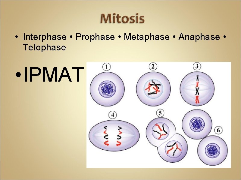  • Interphase • Prophase • Metaphase • Anaphase • Telophase • IPMAT 
