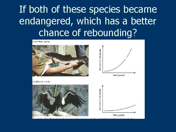 If both of these species became endangered, which has a better chance of rebounding?