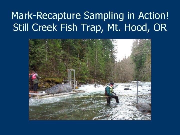 Mark-Recapture Sampling in Action! Still Creek Fish Trap, Mt. Hood, OR 