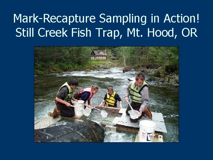 Mark-Recapture Sampling in Action! Still Creek Fish Trap, Mt. Hood, OR 