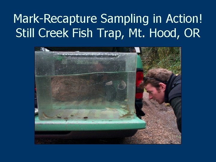 Mark-Recapture Sampling in Action! Still Creek Fish Trap, Mt. Hood, OR 
