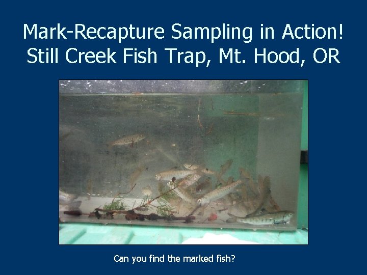 Mark-Recapture Sampling in Action! Still Creek Fish Trap, Mt. Hood, OR Can you find
