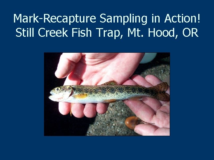 Mark-Recapture Sampling in Action! Still Creek Fish Trap, Mt. Hood, OR 
