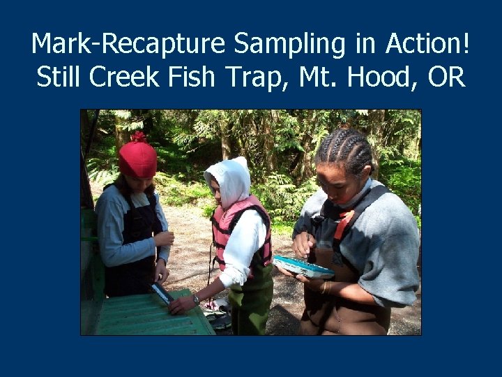 Mark-Recapture Sampling in Action! Still Creek Fish Trap, Mt. Hood, OR 
