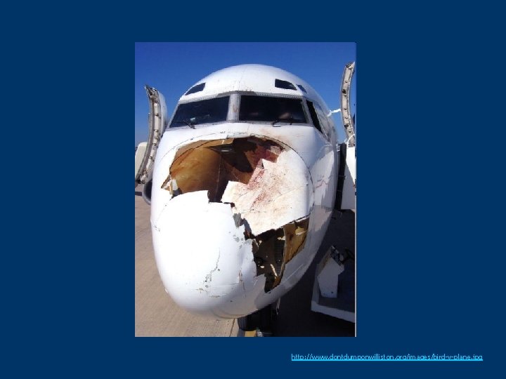 http: //www. dontdumponwilliston. org/images/bird-v-plane. jpg 