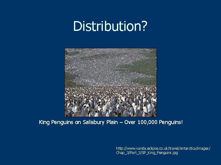 Distribution? King Penguins on Salisbury Plain – Over 100, 000 Penguins! http: //www. vanda.
