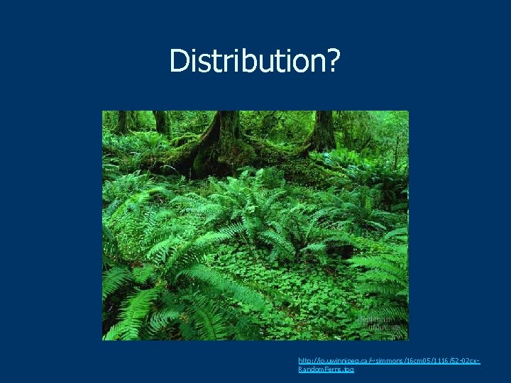 Distribution? http: //io. uwinnipeg. ca/~simmons/16 cm 05/1116/52 -02 cx. Random. Ferns. jpg 