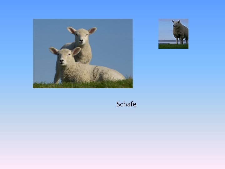 Schafe 