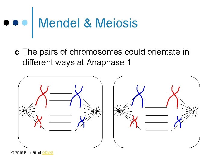 Mendel & Meiosis ¢ The pairs of chromosomes could orientate in different ways at