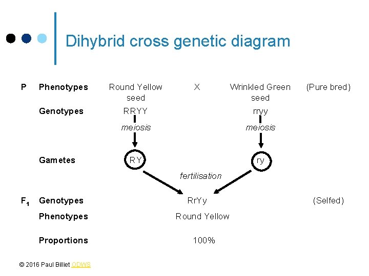 Dihybrid cross genetic diagram P Phenotypes Round Yellow seed Genotypes RRYY rryy meiosis RY