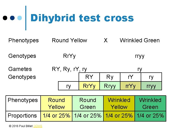 Dihybrid test cross Phenotypes Round Yellow Genotypes Rr. Yy Gametes Genotypes Phenotypes Round Yellow