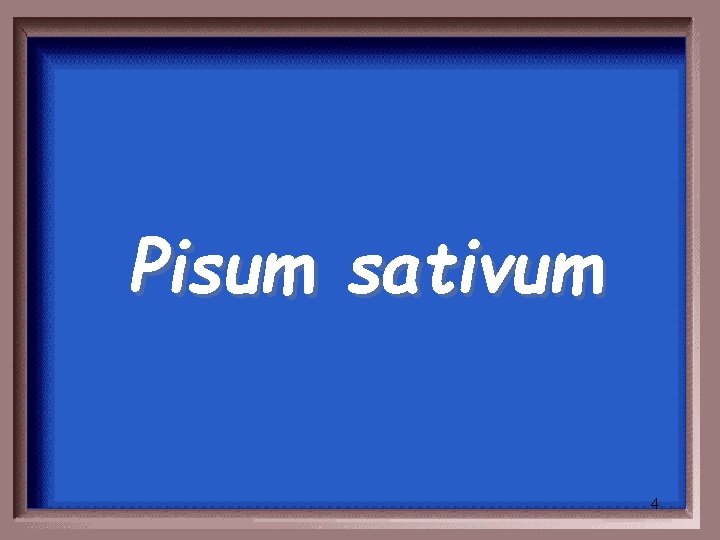 Pisum sativum 4 