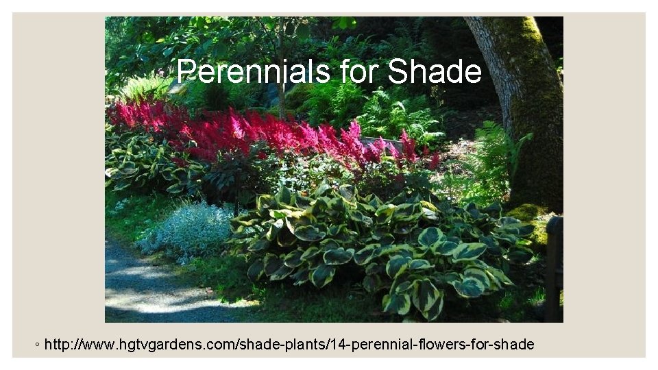 Perennials for Shade ◦ http: //www. hgtvgardens. com/shade-plants/14 -perennial-flowers-for-shade 