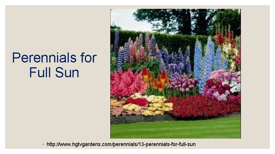 Perennials for Full Sun ◦ http: //www. hgtvgardens. com/perennials/13 -perennials-for-full-sun 