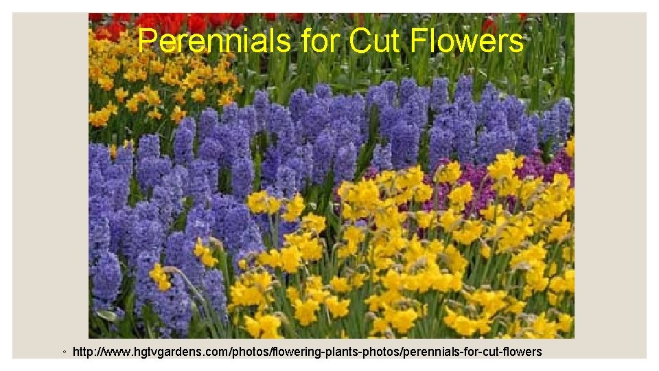 Perennials for Cut Flowers ◦ http: //www. hgtvgardens. com/photos/flowering-plants-photos/perennials-for-cut-flowers 