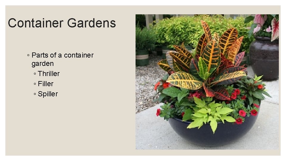 Container Gardens ◦ Parts of a container garden ◦ Thriller ◦ Filler ◦ Spiller