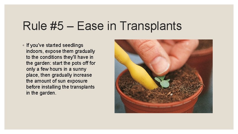 Rule #5 – Ease in Transplants ◦ If you've started seedlings indoors, expose them