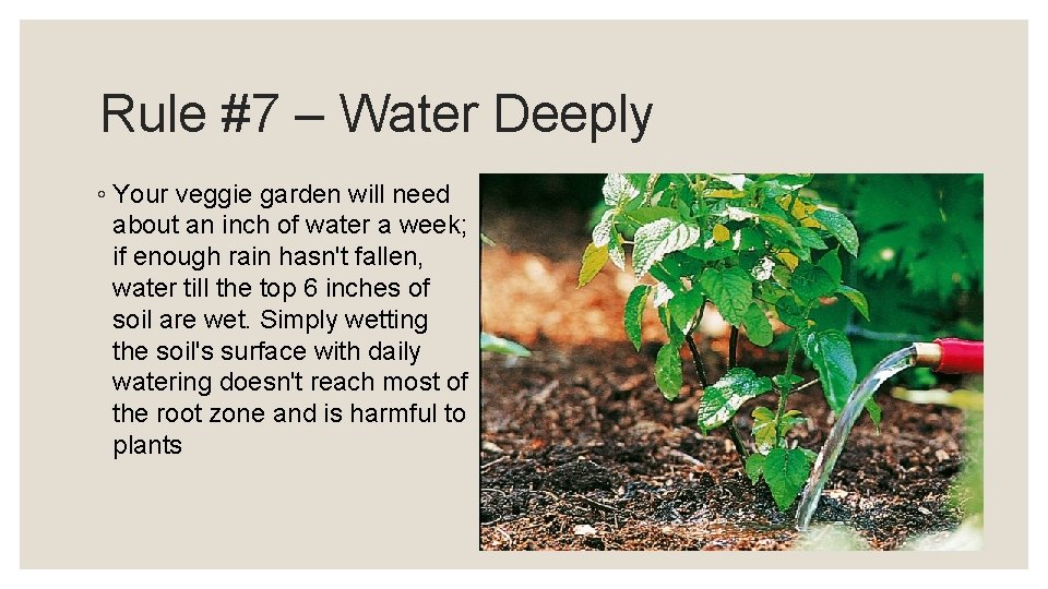 Rule #7 – Water Deeply ◦ Your veggie garden will need about an inch