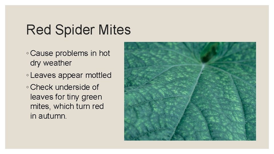 Red Spider Mites ◦ Cause problems in hot dry weather ◦ Leaves appear mottled