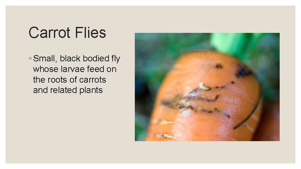 Carrot Flies ◦ Small, black bodied fly whose larvae feed on the roots of