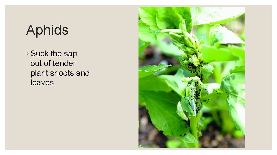 Aphids ◦ Suck the sap out of tender plant shoots and leaves. 