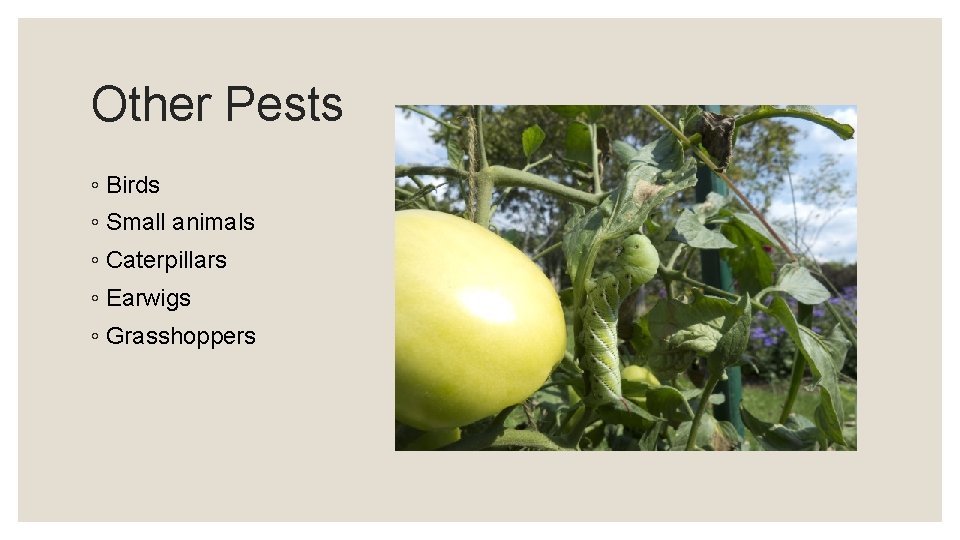 Other Pests ◦ Birds ◦ Small animals ◦ Caterpillars ◦ Earwigs ◦ Grasshoppers 