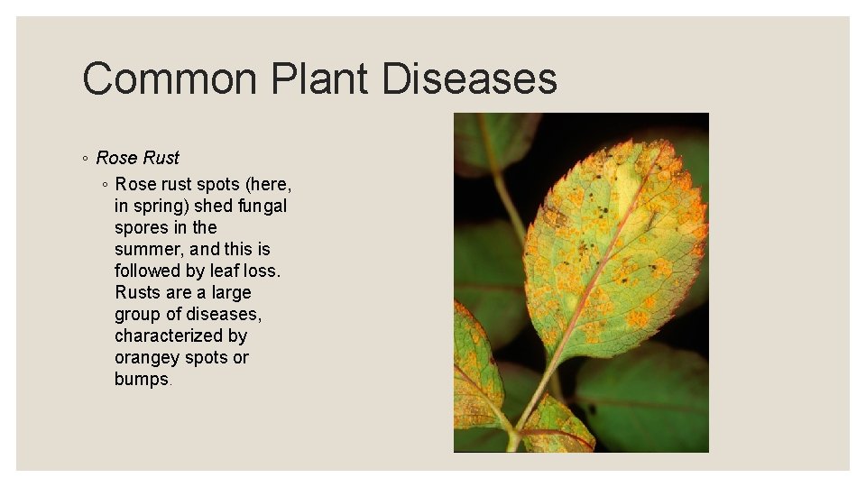 Common Plant Diseases ◦ Rose Rust ◦ Rose rust spots (here, in spring) shed