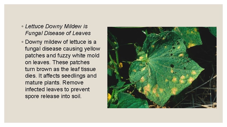 ◦ Lettuce Downy Mildew is Fungal Disease of Leaves ◦ Downy mildew of lettuce