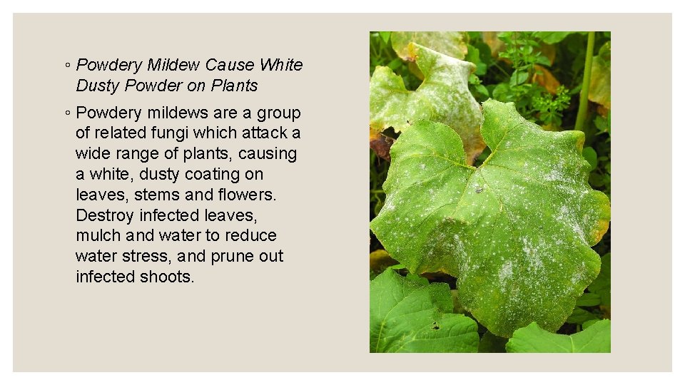 ◦ Powdery Mildew Cause White Dusty Powder on Plants ◦ Powdery mildews are a