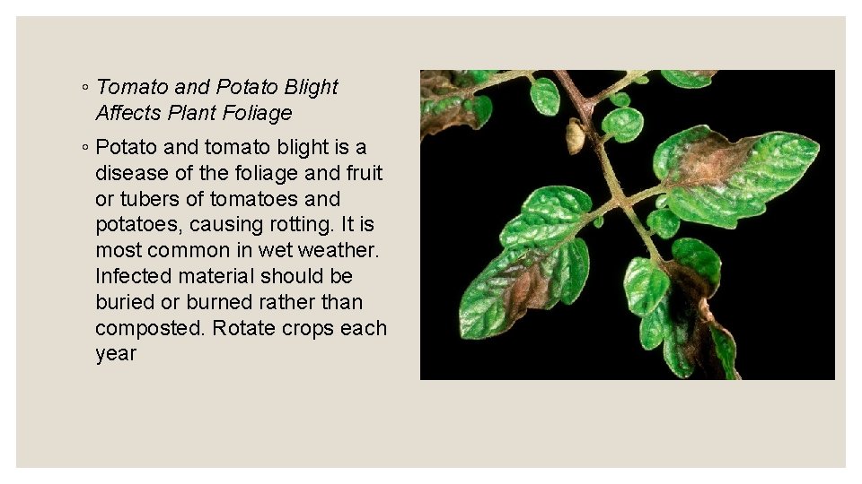 ◦ Tomato and Potato Blight Affects Plant Foliage ◦ Potato and tomato blight is