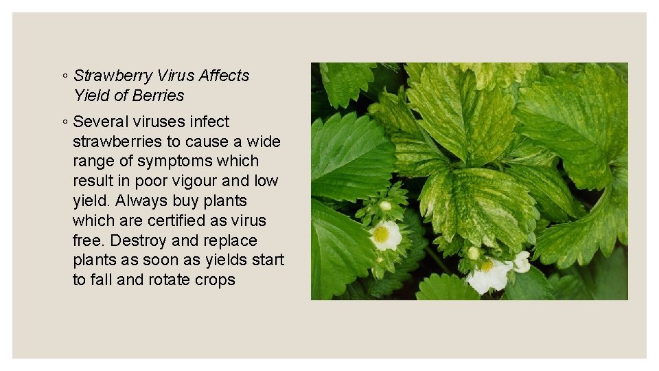 ◦ Strawberry Virus Affects Yield of Berries ◦ Several viruses infect strawberries to cause