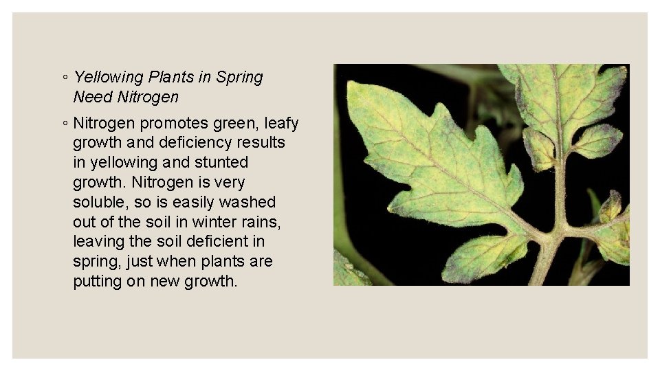 ◦ Yellowing Plants in Spring Need Nitrogen ◦ Nitrogen promotes green, leafy growth and