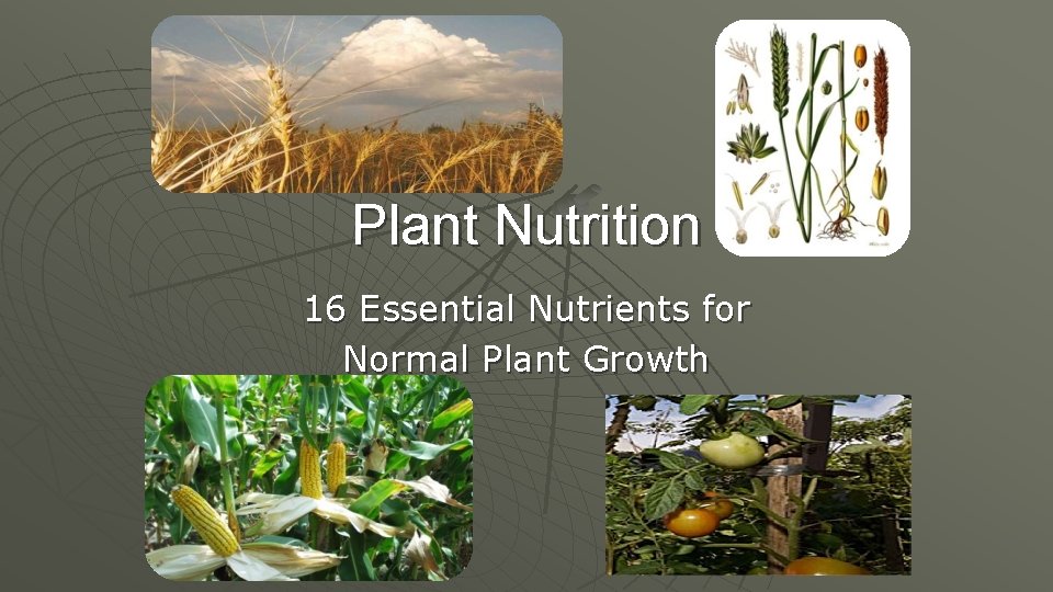 Plant Nutrition 16 Essential Nutrients for Normal Plant Growth 