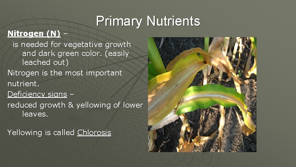 Primary Nutrients Nitrogen (N) – is needed for vegetative growth and dark green color.