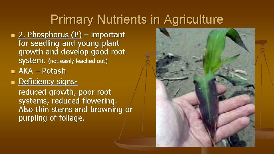 Primary Nutrients in Agriculture n n n 2. Phosphorus (P) – important for seedling